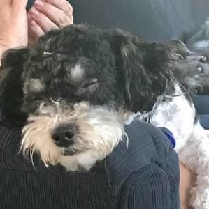 Meet your Posher, Doug